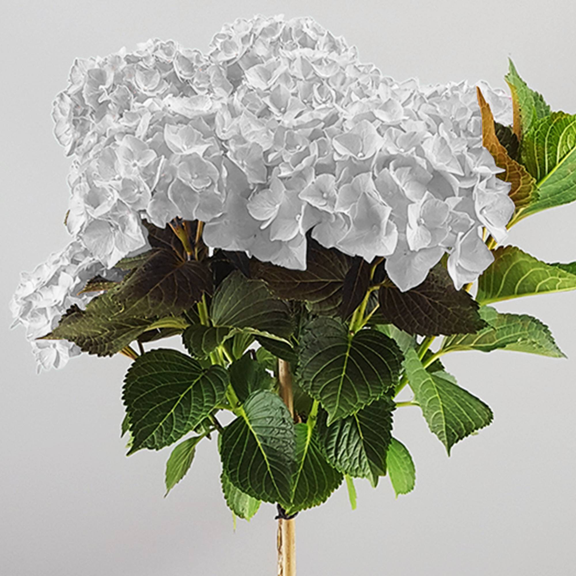 Gardenersdream - Hortensia macrophylla arbre patio blanc, pot 3L, 50-90 cm - parfait pour jardins et terrasses - GardenersDream - Image 2