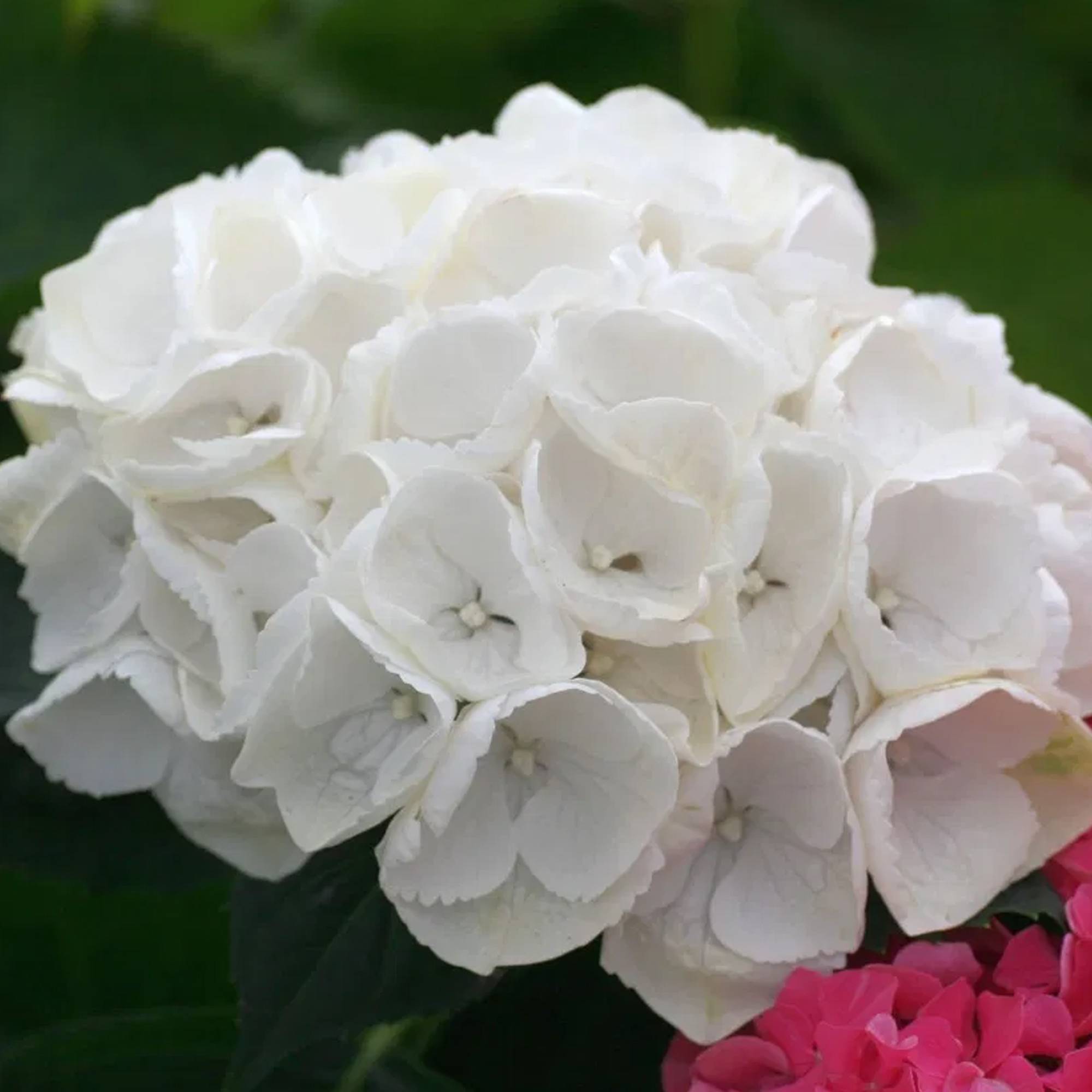 Gardenersdream - Hortensia macrophylla arbre patio blanc, pot 3L, 50-90 cm - parfait pour jardins et terrasses - GardenersDream - Image 4