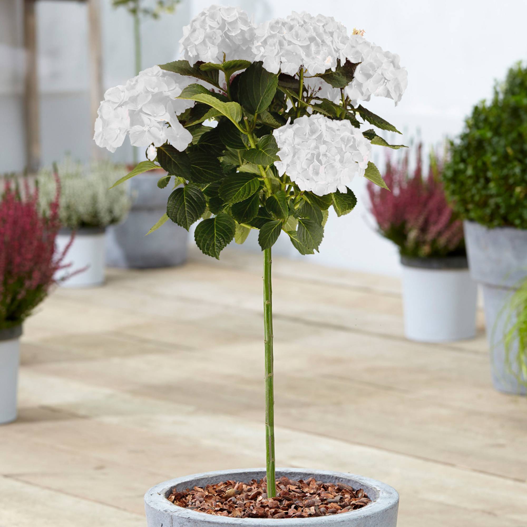 Gardenersdream - Hortensia macrophylla arbre patio blanc, pot 3L, 50-90 cm - parfait pour jardins et terrasses - GardenersDream - Image 1