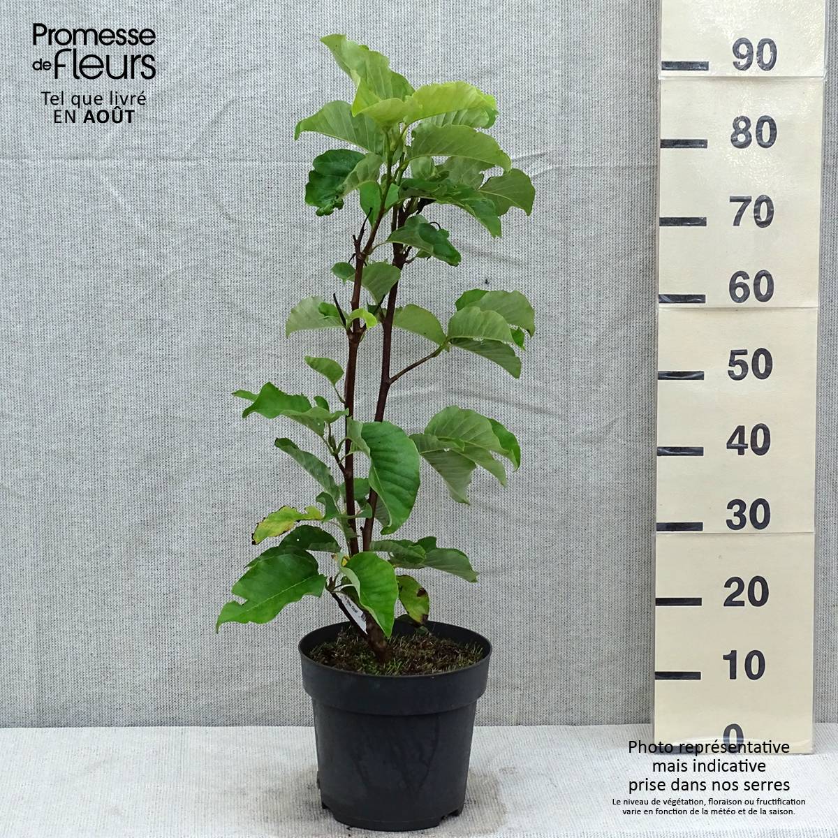 Magnolia acuminata Blue Opal Pot de 7,5L/10L - Image 2