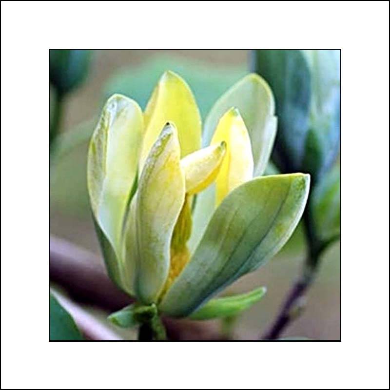 Magnolia acuminata Blue Opal Pot de 7,5L/10L - Image 1