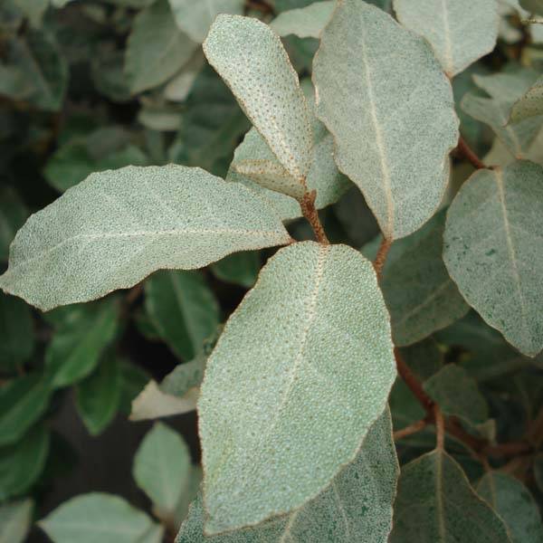 Promesse de Fleurs - Elaeagnus ebbingei - Chalef de Ebbing Pot de 2L/3L - Image 1