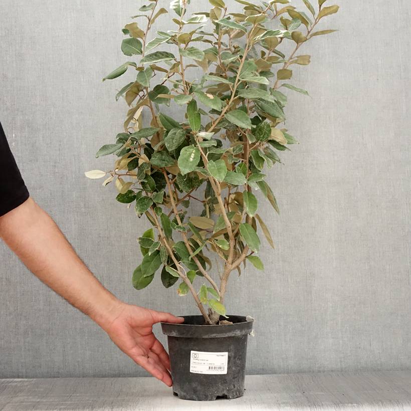 Promesse de Fleurs - Elaeagnus ebbingei - Chalef de Ebbing Pot de 2L/3L - Image 2