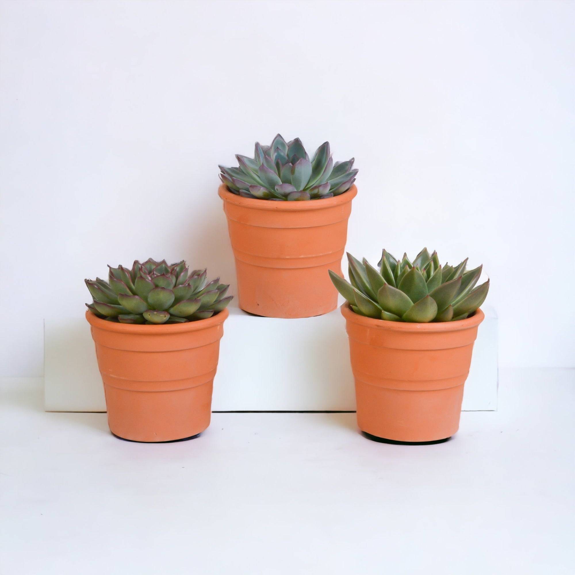 La Green Touch - Coffret cadeau echeveria et ses caches-pots terracotta - Lot de 3 plantes, h21cm- La Green Touch - Image 1