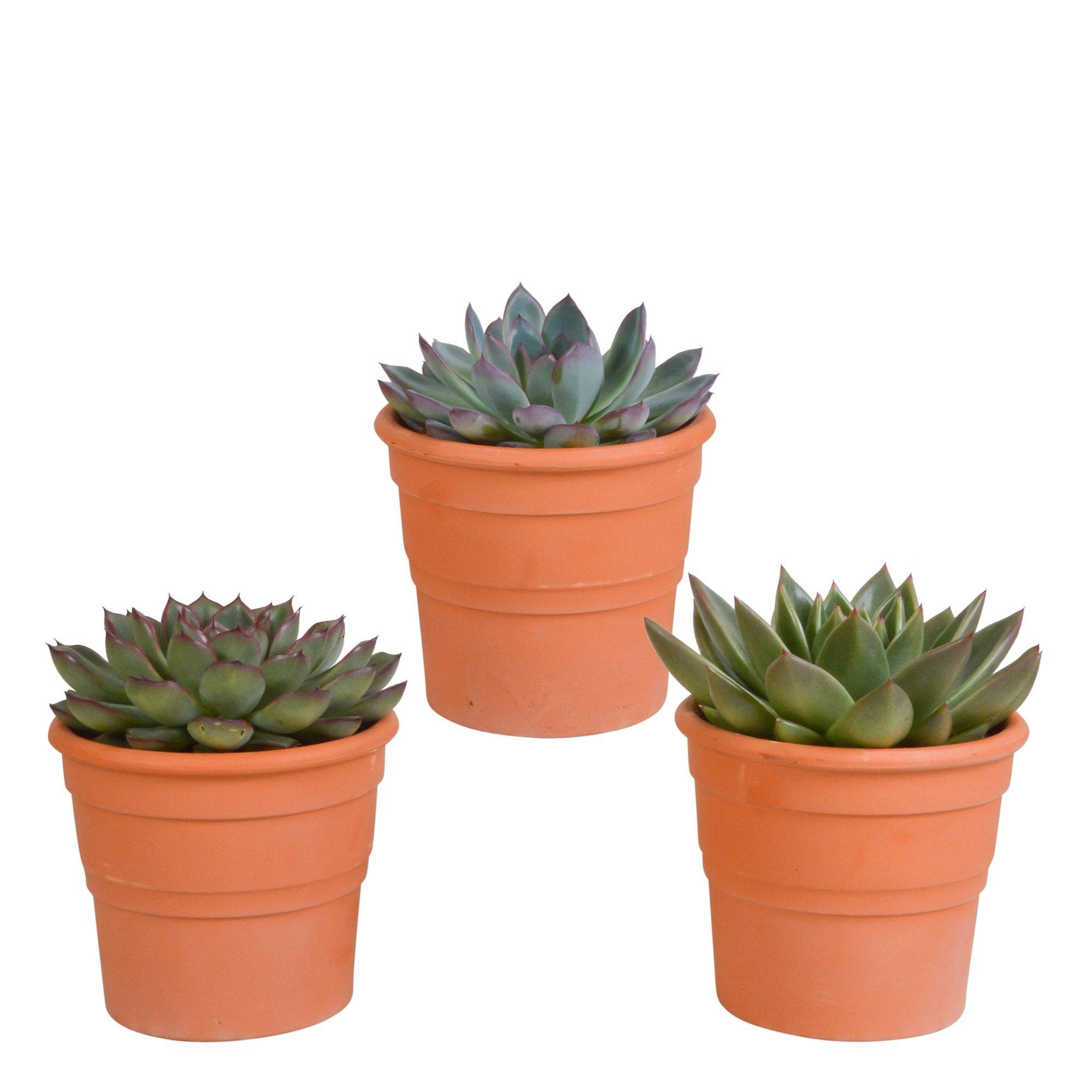 La Green Touch - Coffret cadeau echeveria et ses caches-pots terracotta - Lot de 3 plantes, h21cm- La Green Touch - Image 2