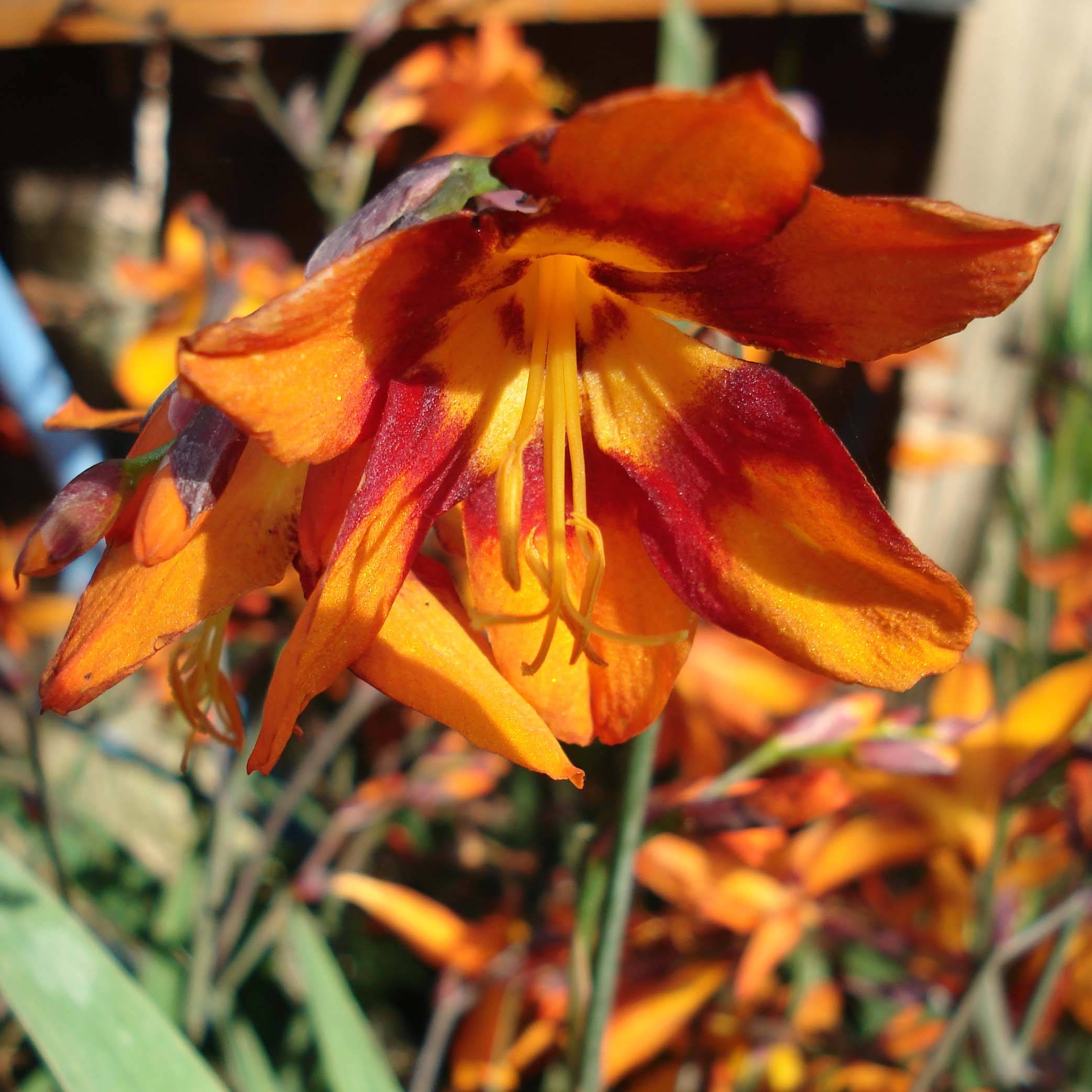 Promesse de Fleurs - Crocosmia ou montbretia crocosmiflora Emily McKenzie Godet de 7/8 cm