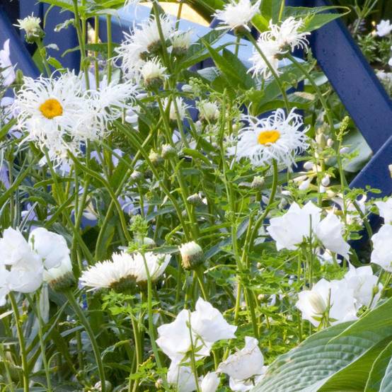 Leucanthemum superbum Old Court - Grande Marguerite Godet de 8/9 cm