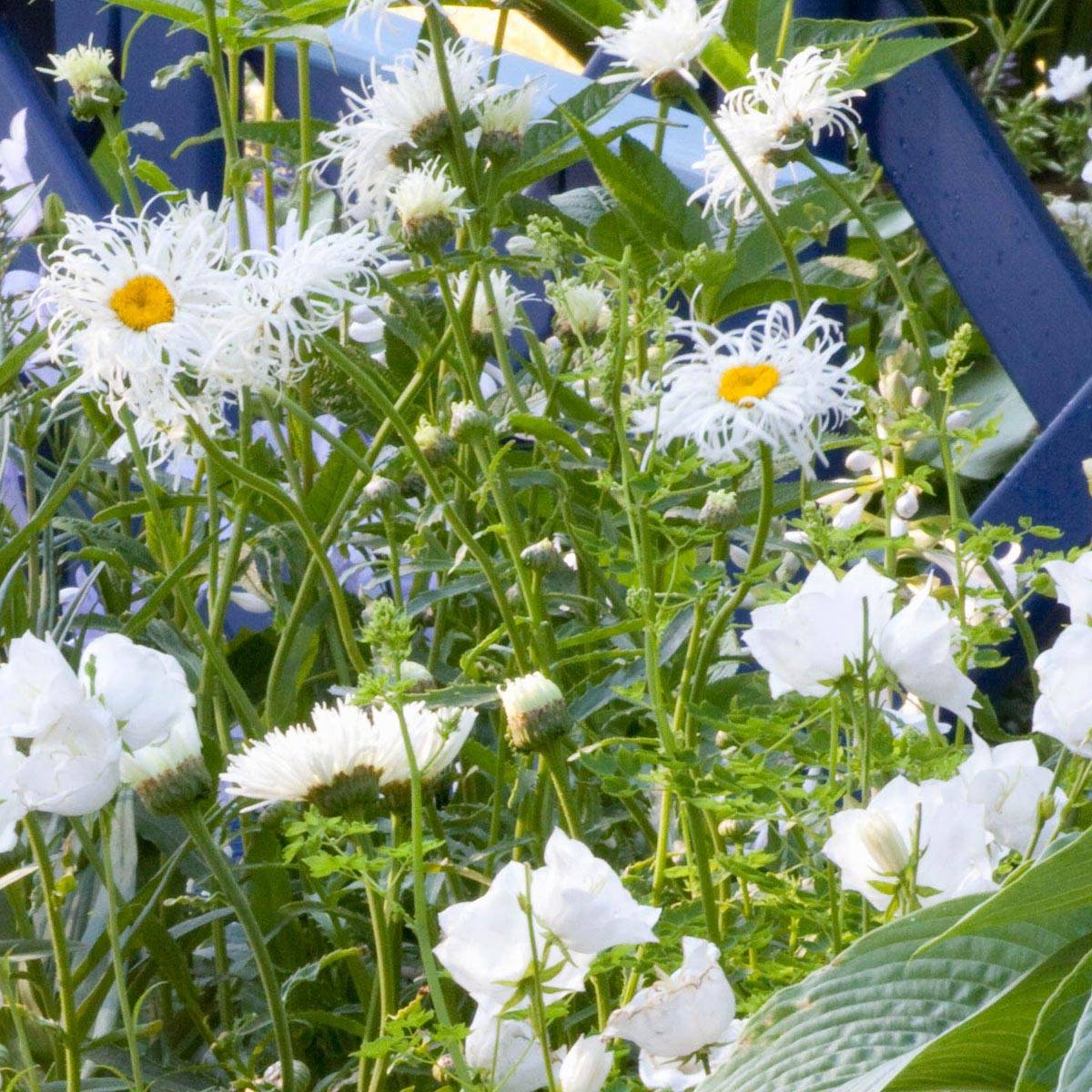 Leucanthemum superbum Old Court - Grande Marguerite  Godet de 8/9 cm