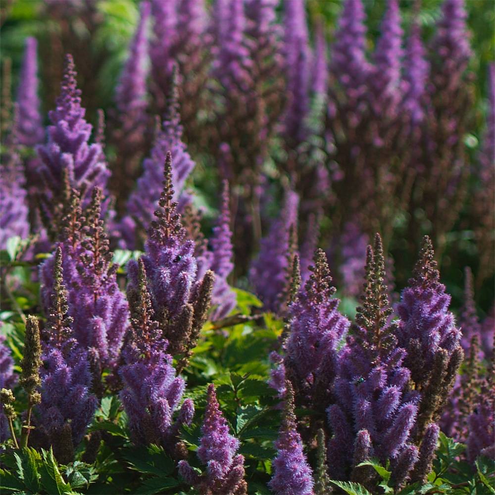 Astilbe chinensis Pumila Godet de 8/9 cm