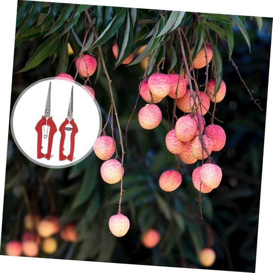 Lot de 2 sécateurs de jardin - Taille branches & fruits - Poignée ergonomique rouge - Living123 - Image 5