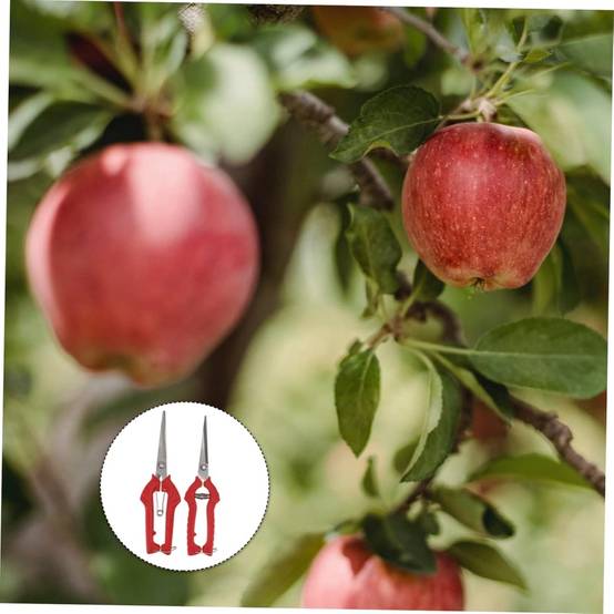 Lot de 2 sécateurs de jardin - Taille branches & fruits - Poignée ergonomique rouge - Living123 - Image 4