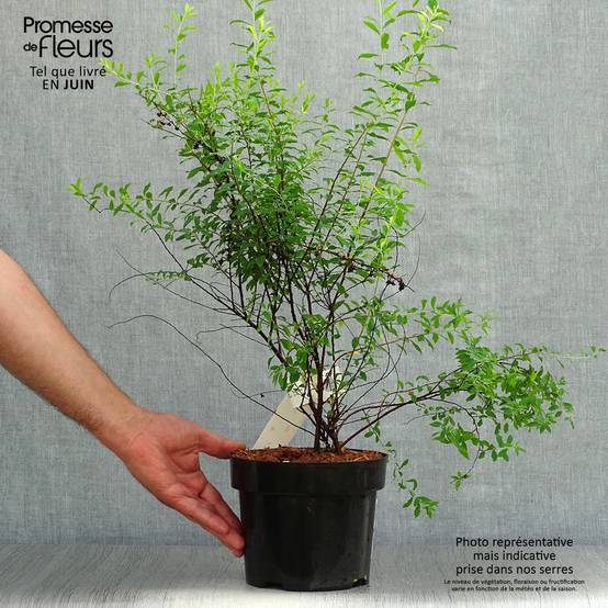 Spiraea arguta - Spirée blanche Pot de 3L/4L - Image 2