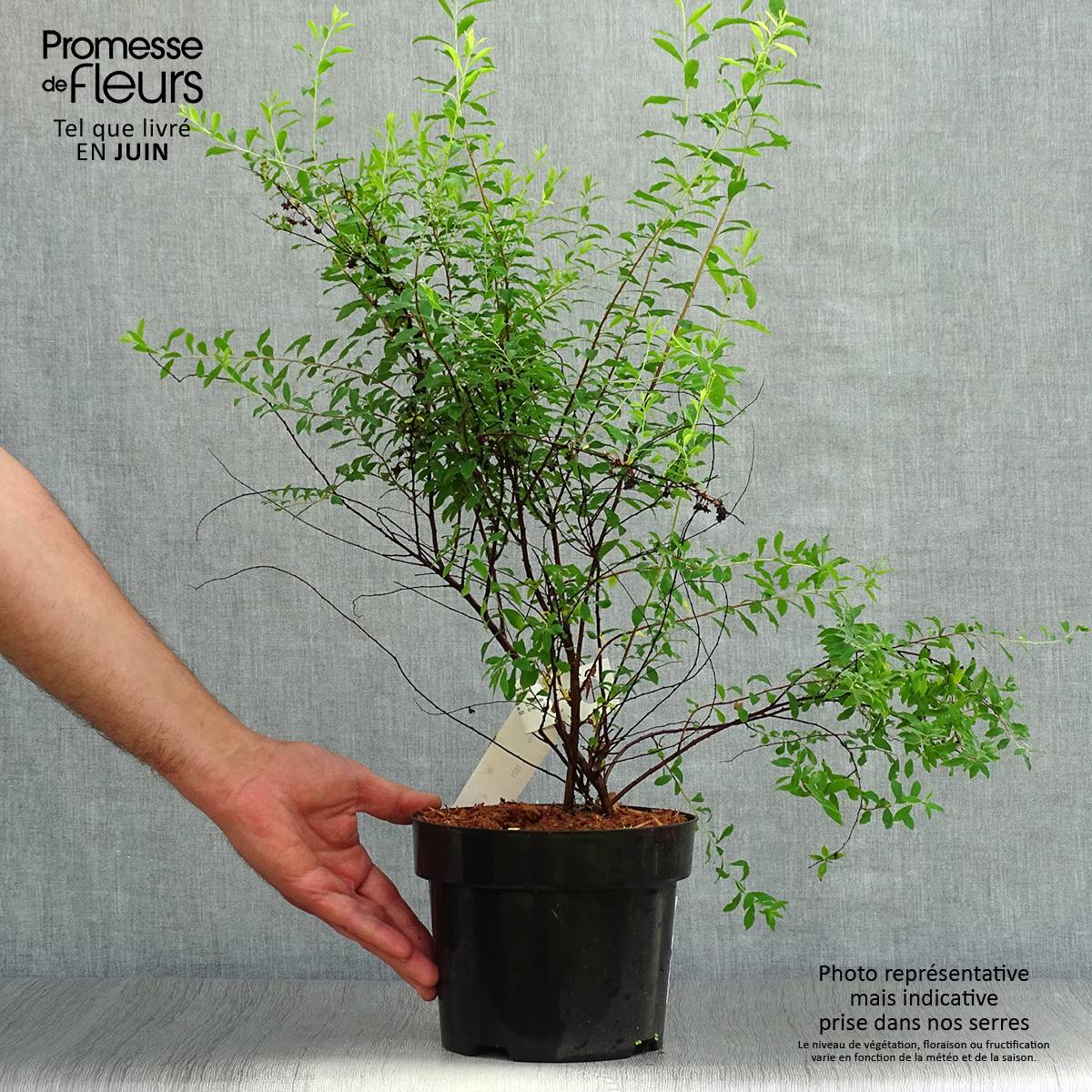 Spiraea arguta - Spirée blanche Pot de 3L/4L - Image 2