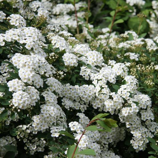 Spiraea arguta - Spirée blanche Pot de 3L/4L - Image 1