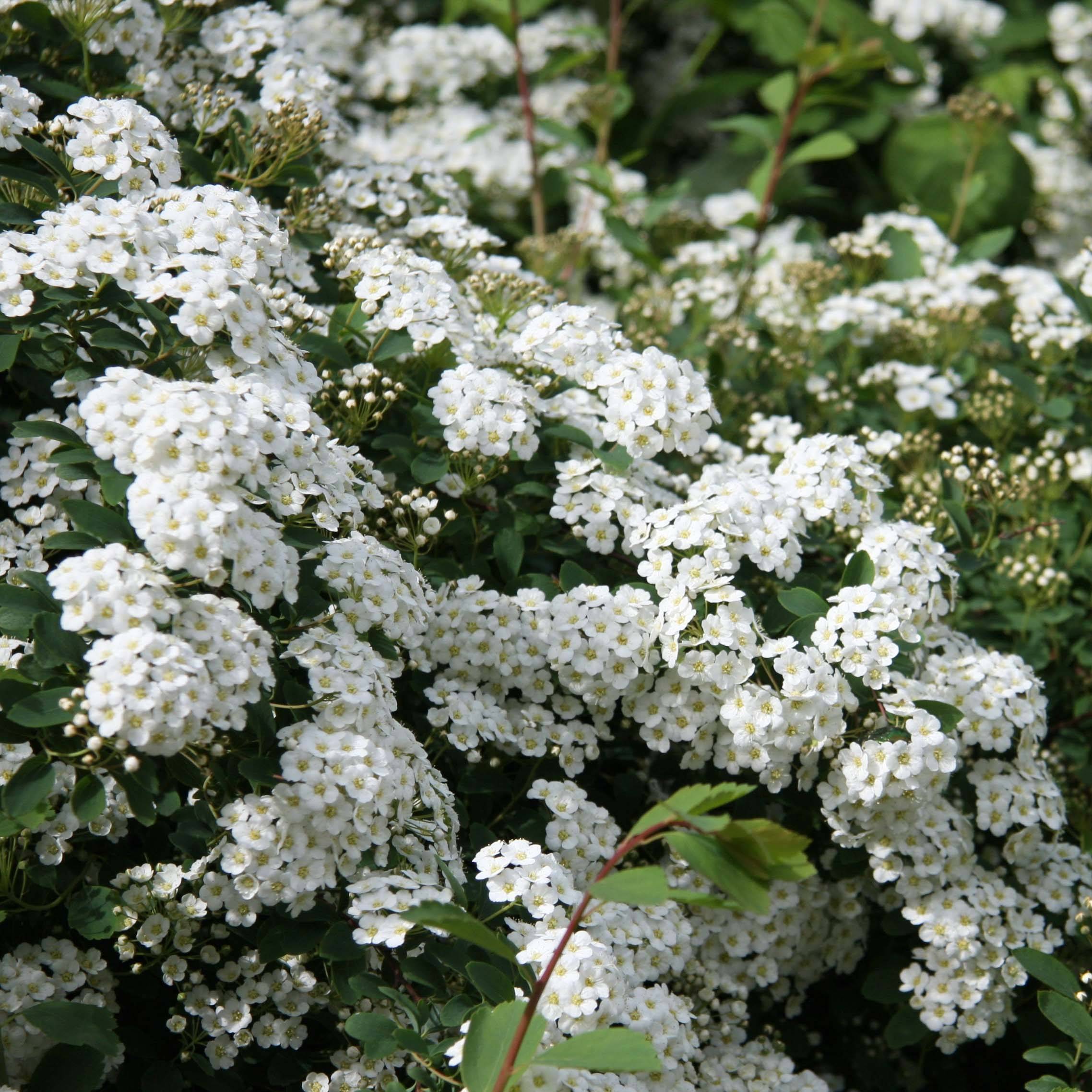 Spiraea arguta - Spirée blanche Pot de 3L/4L - Image 1