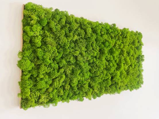 Tableau végétal stabilisé de mousse boule - tableau végétal - décoration d'intérieur - 60*30 cm - Image 2
