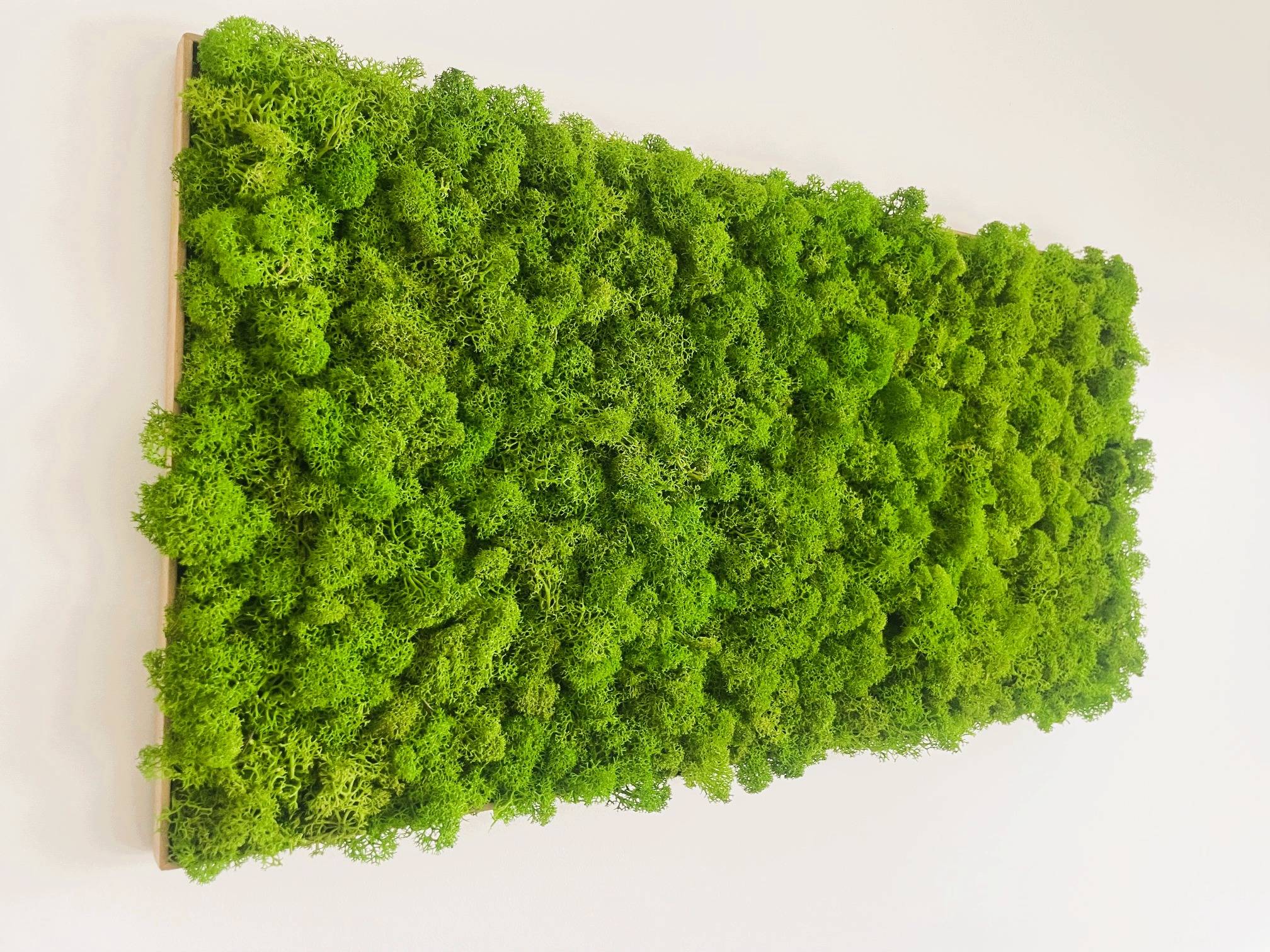 Tableau végétal stabilisé de mousse boule - tableau végétal - décoration d'intérieur - 60*30 cm - Image 2