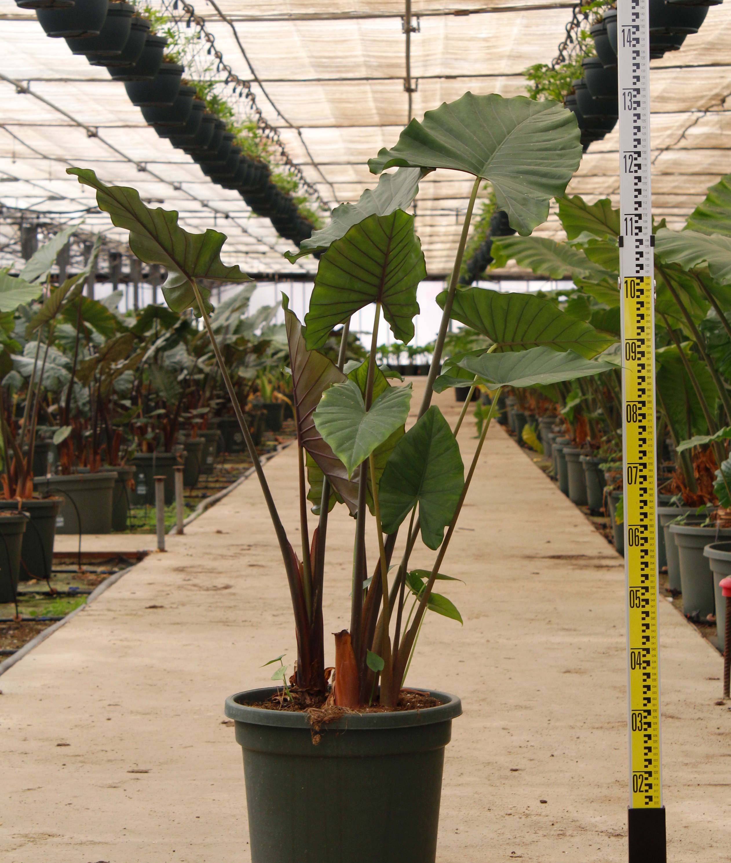 0 - Alocasia 'sumo' (Oreille d'éléphant Géant, Taro) Pot de 25L - 100/125cm