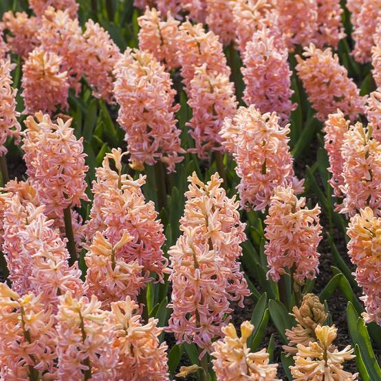 Promesse de Fleurs - Jacinthe Sweet Invitation Bulbe calibre 16/17 (par 5)