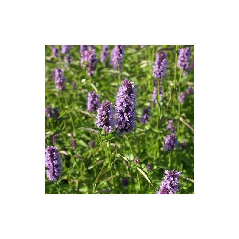 Agastache Black Adder à fleurs Bleue - feuillage Caduc - Godet - 5/20 cm-  hauteur à maturité De 0,15 m à 0,50 m - Image 1