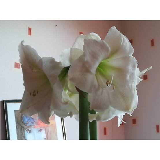 Promesse de Fleurs - Amaryllis Christmas Gift Bulbe calibre 30/32, Extra - Image 4