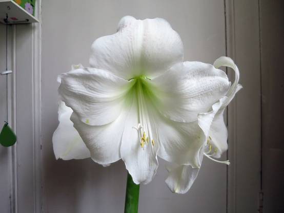 Promesse de Fleurs - Amaryllis Christmas Gift Bulbe calibre 30/32, Extra - Image 1