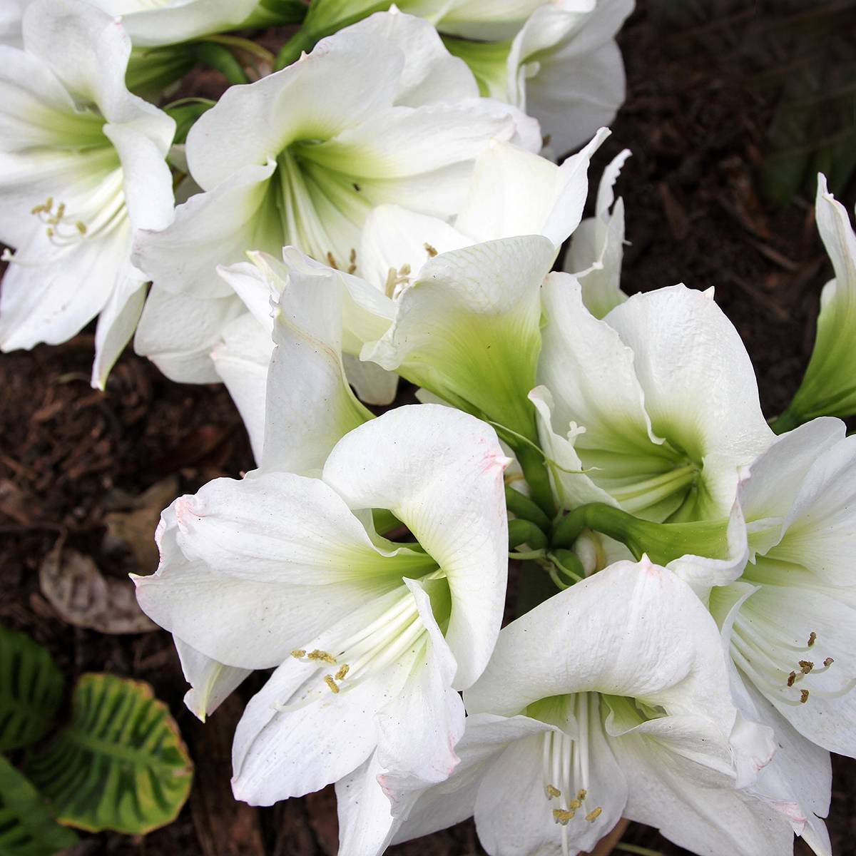 Promesse de Fleurs - Amaryllis Christmas Gift Bulbe calibre 30/32, Extra - Image 2