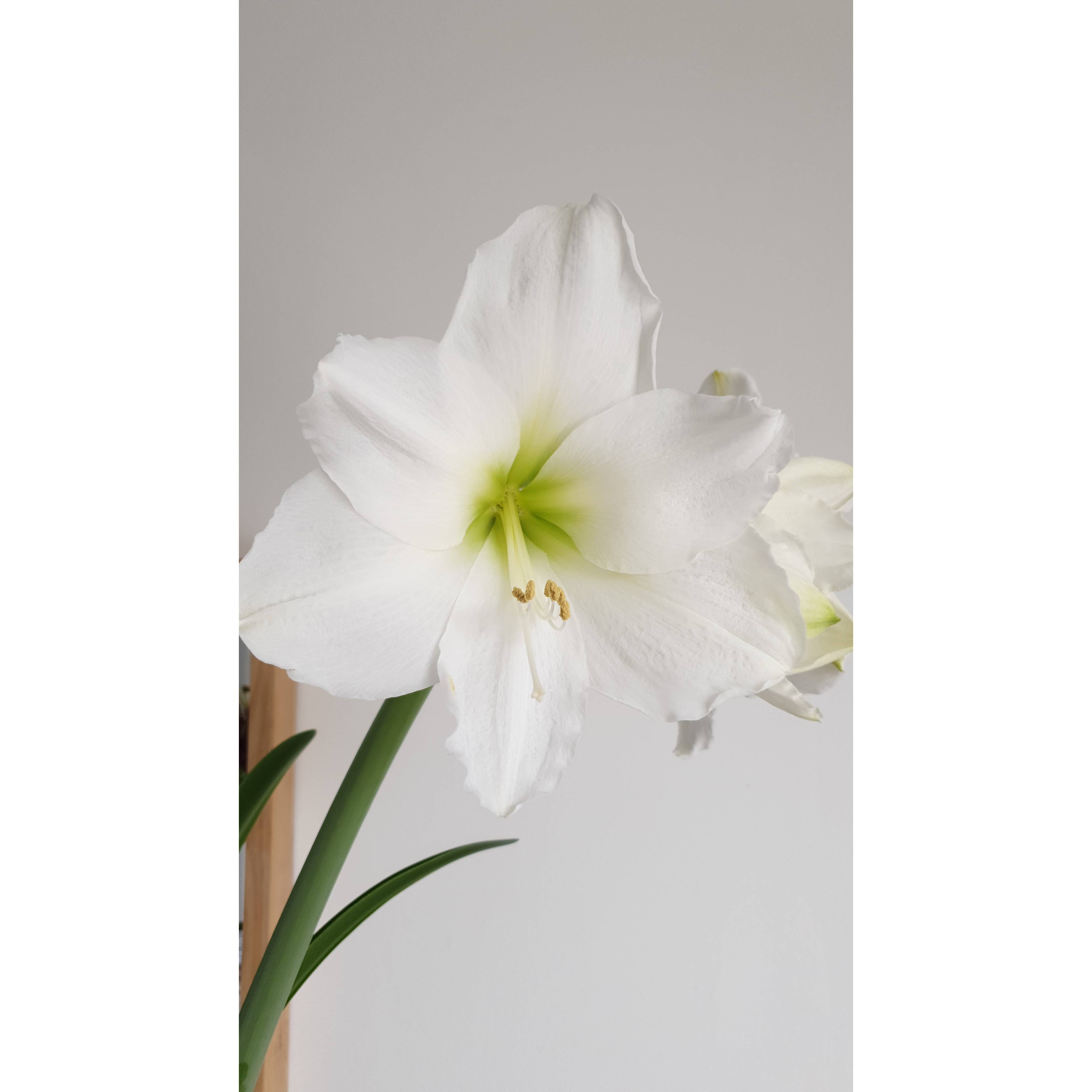 Promesse de Fleurs - Amaryllis Christmas Gift Bulbe calibre 30/32, Extra - Image 5