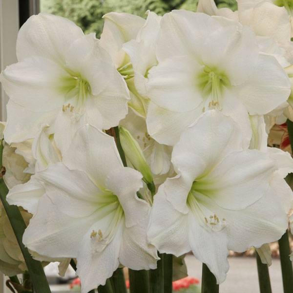 Promesse de Fleurs - Amaryllis Christmas Gift Bulbe calibre 30/32, Extra - Image 3