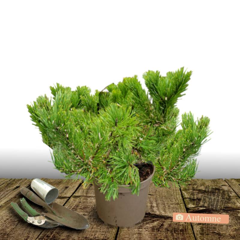 Pin rouge du Japon Alice Verkade, Pinus - Pot de 12L - 40/60 cm - Image 2