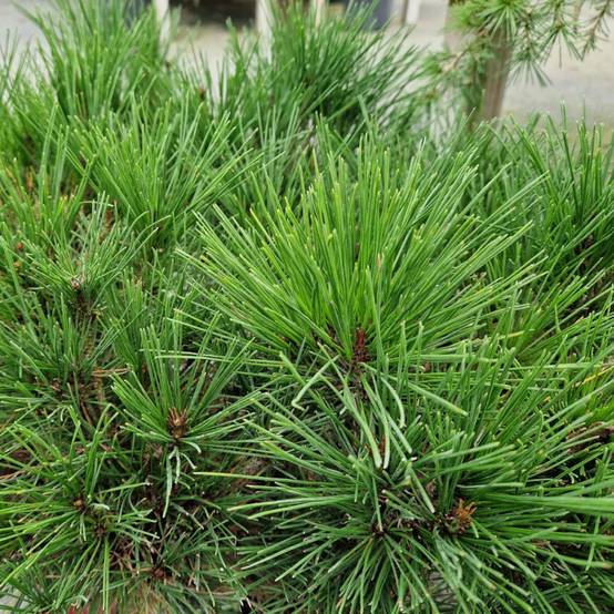Pin rouge du Japon Alice Verkade, Pinus - Pot de 12L - 40/60 cm - Image 1