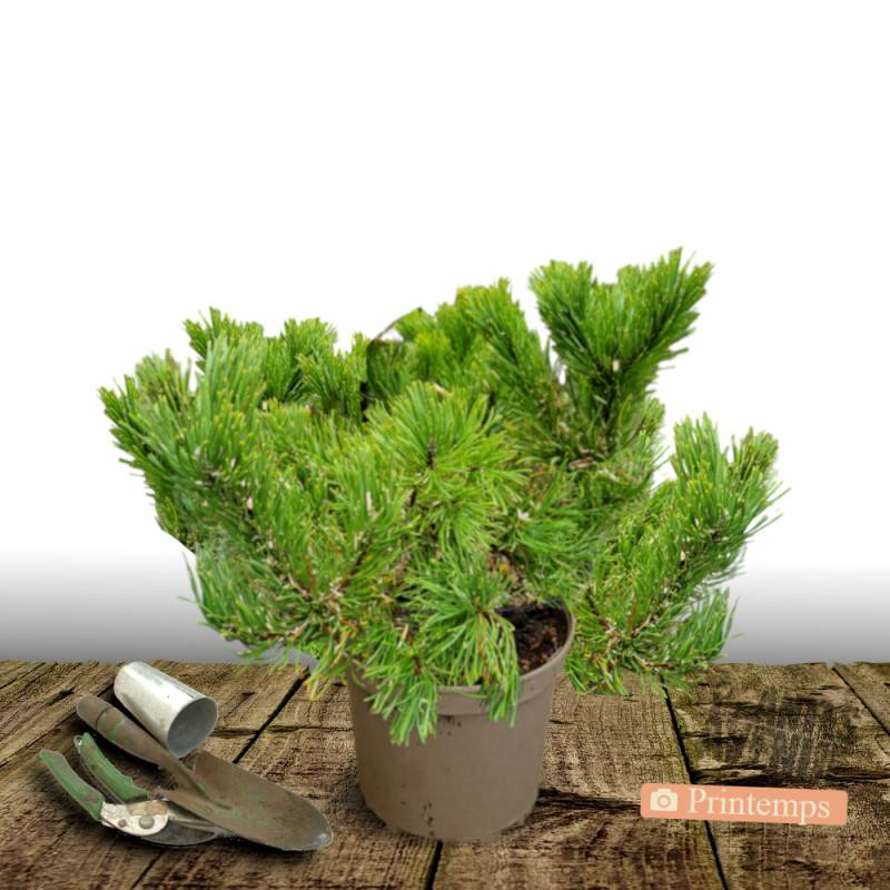 Pin rouge du Japon Alice Verkade, Pinus - Pot de 12L - 40/60 cm - Image 5