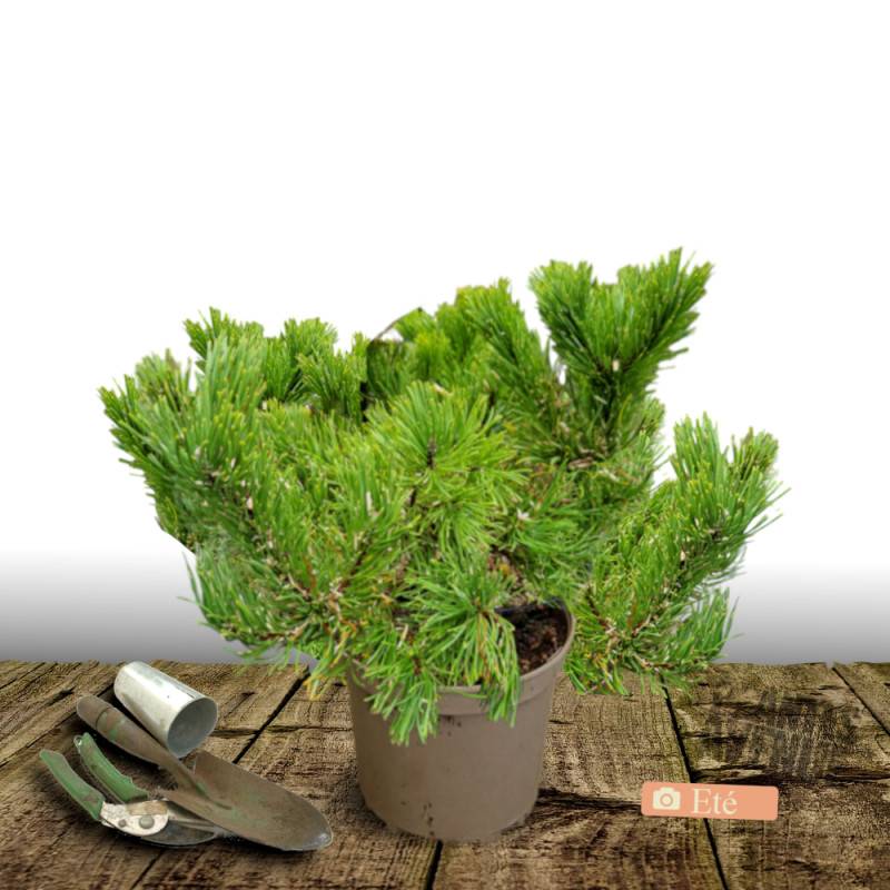 Pin rouge du Japon Alice Verkade, Pinus - Pot de 12L - 40/60 cm - Image 3