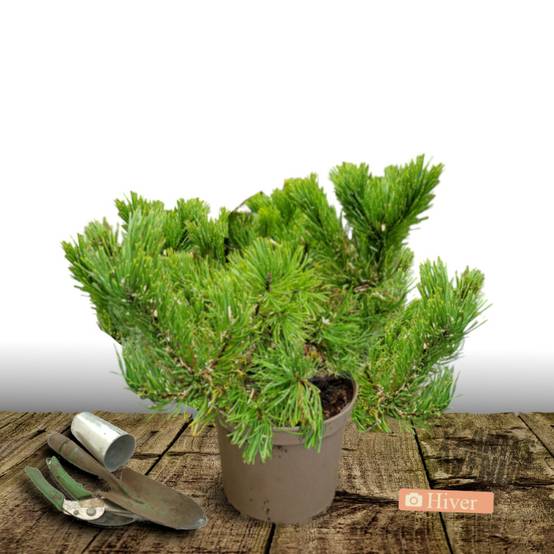 Pin rouge du Japon Alice Verkade, Pinus - Pot de 12L - 40/60 cm - Image 4