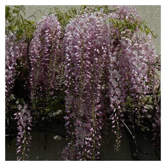 Glycine du Japon Pink Ice à fleurs Rose - feuillage Caduc - Godet - 5/10 cm- hauteur à maturité De 5,00 m à 10,00 m - Image 7