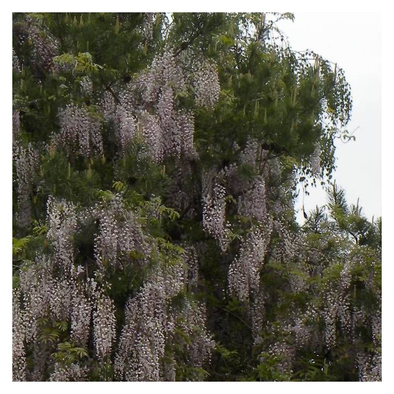 Glycine du Japon Pink Ice à fleurs Rose - feuillage Caduc - Godet - 5/10 cm- hauteur à maturité De 5,00 m à 10,00 m - Image 3