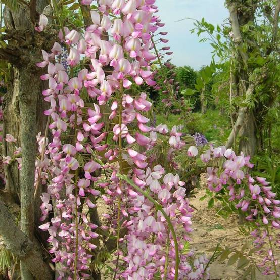 Glycine du Japon Pink Ice à fleurs Rose - feuillage Caduc - Godet - 5/10 cm- hauteur à maturité De 5,00 m à 10,00 m - Image 1