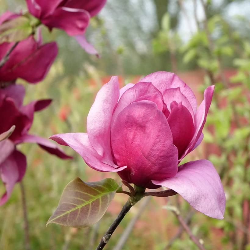 Magnolia Emperor Pot de 7,5L/10L - Image 1