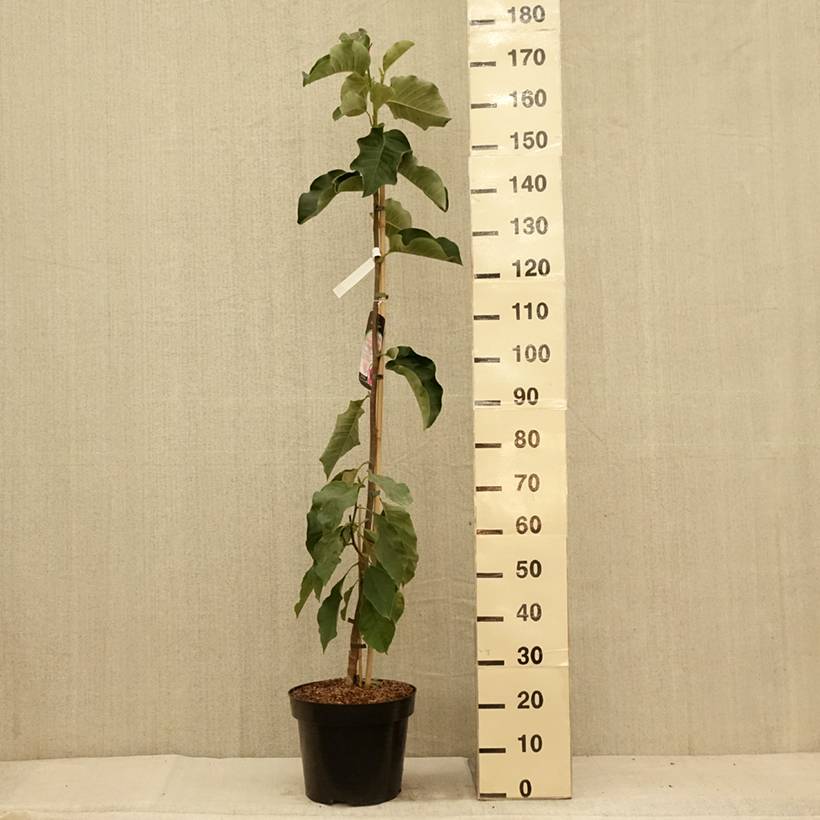 Magnolia Emperor Pot de 7,5L/10L - Image 2