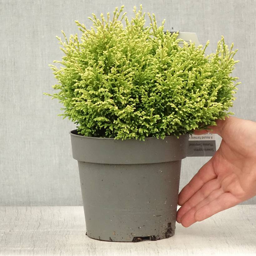 Chamaecyparis pisifera Plumosa Compressa - Cyprès Sawara nain Pot de 2L/3L - Image 2