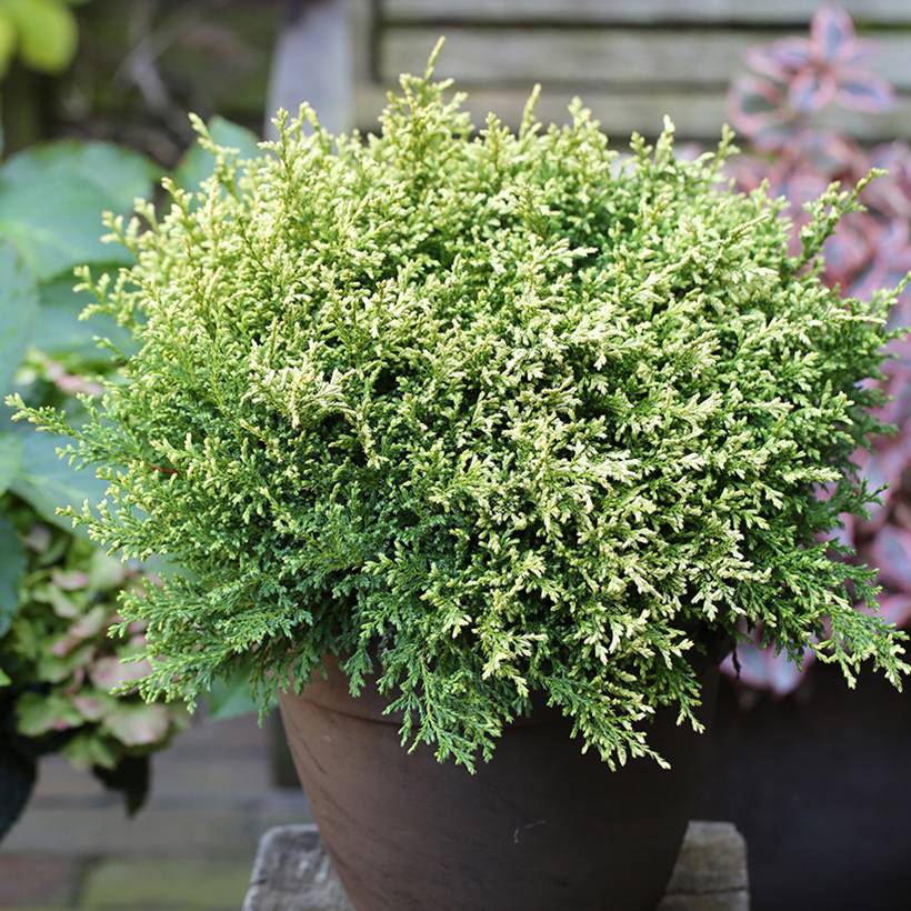 Chamaecyparis pisifera Plumosa Compressa - Cyprès Sawara nain Pot de 2L/3L