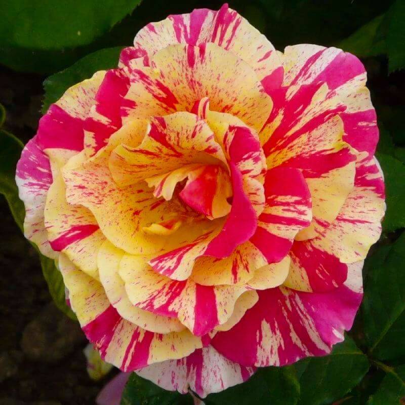 Rosier Grimpant 'Vanille Fraise' ® (Rosa 'Vanille Fraise' ®) - Conteneur 3L - Pépinières Naudet
