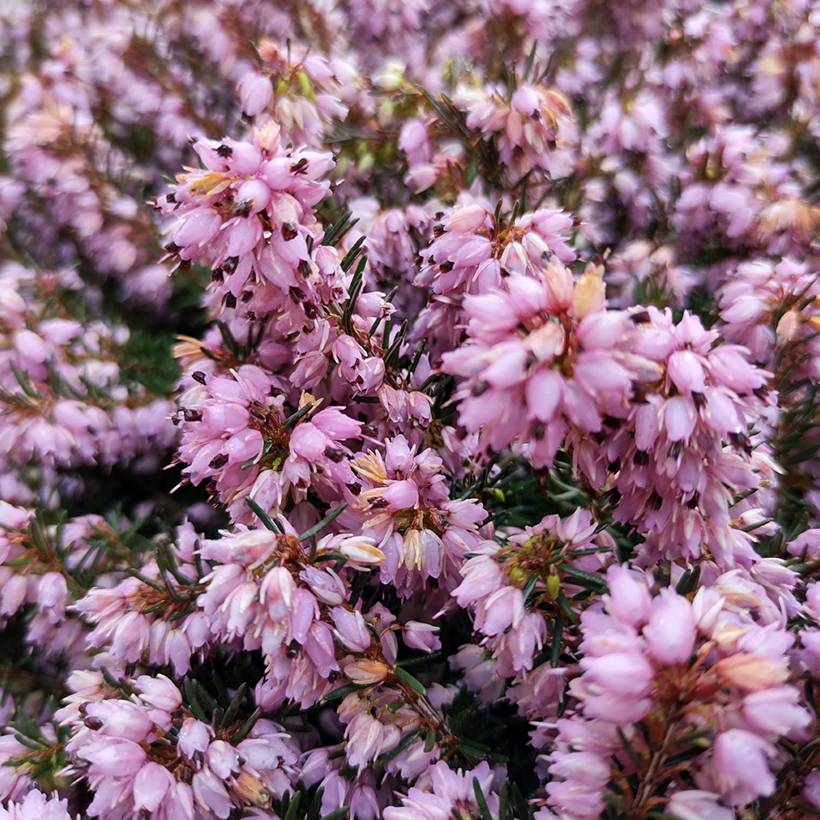 Promesse de Fleurs - Erica x darleyensis Spring Surprise, bruyère Pot de 2L/3L - Image 1