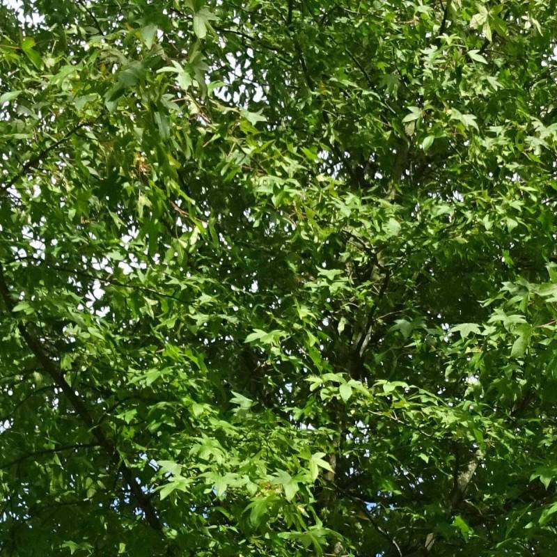 Copalme d'Amérique, Liquidambar - Pot de 1,5L - 20/50 cm - Image 4