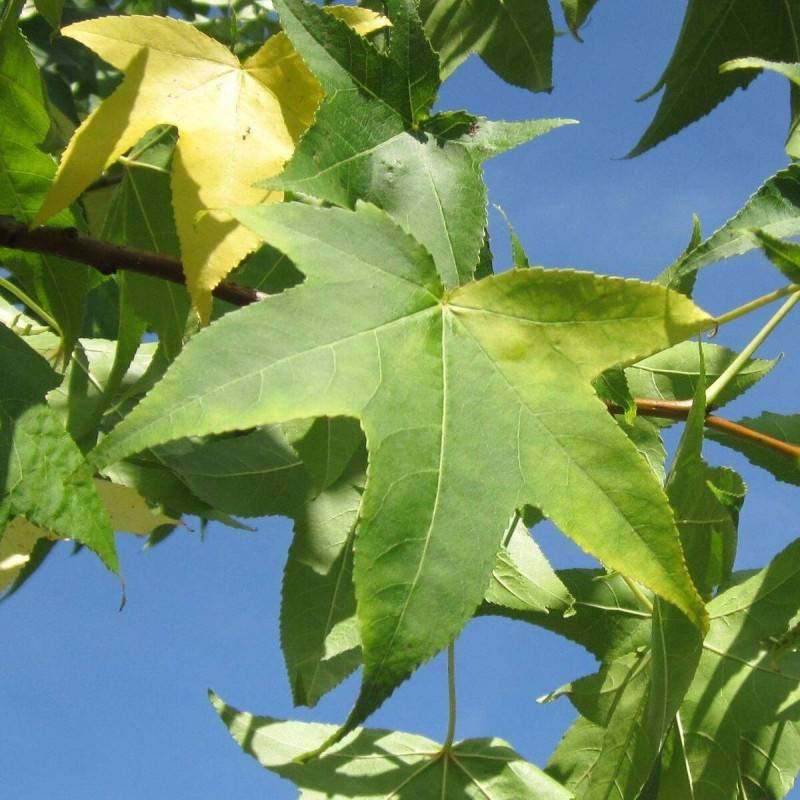 Copalme d'Amérique, Liquidambar - Pot de 1,5L - 20/50 cm - Image 3