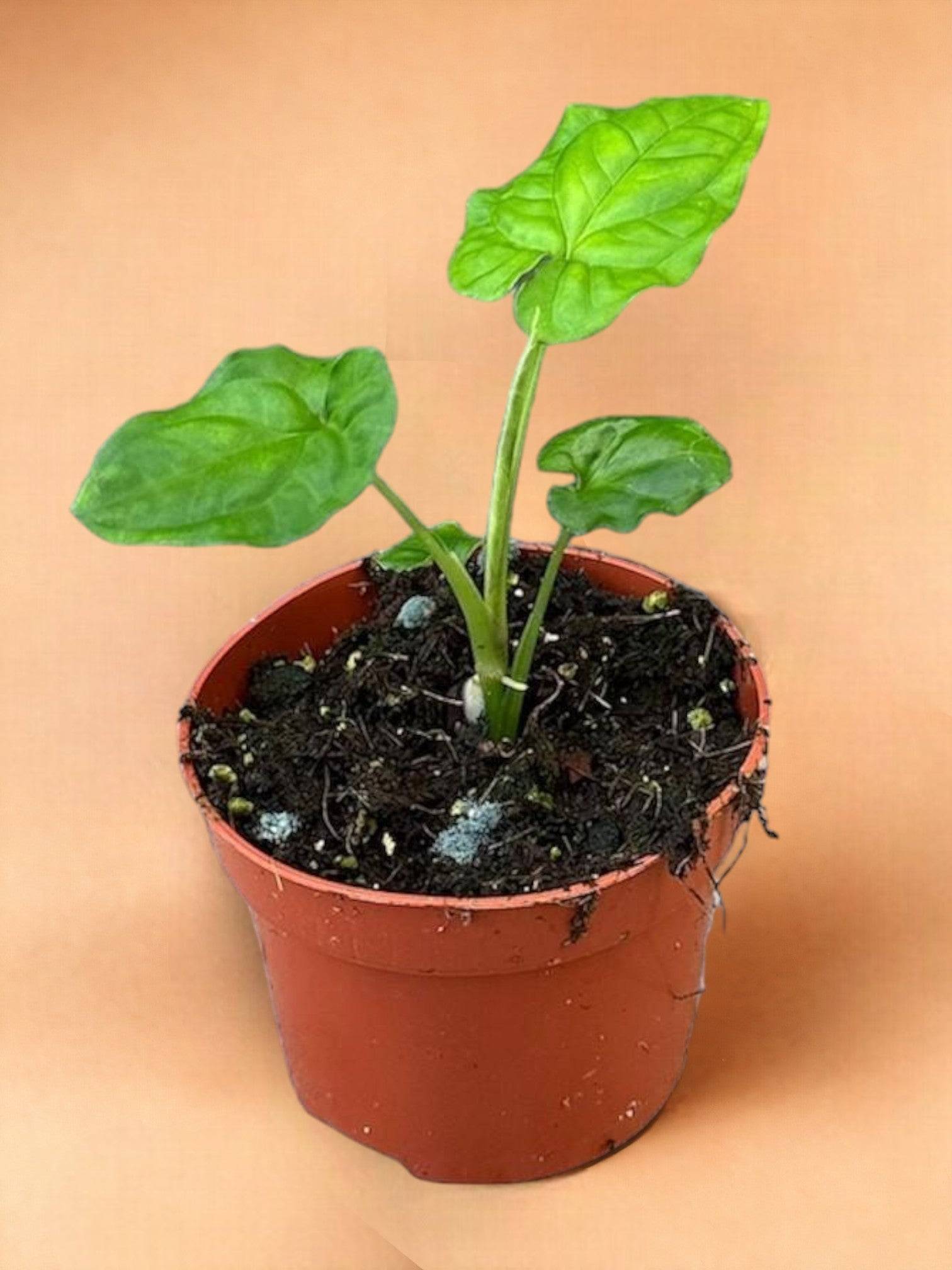 Syngonium Steyermarkii- La Green Touch