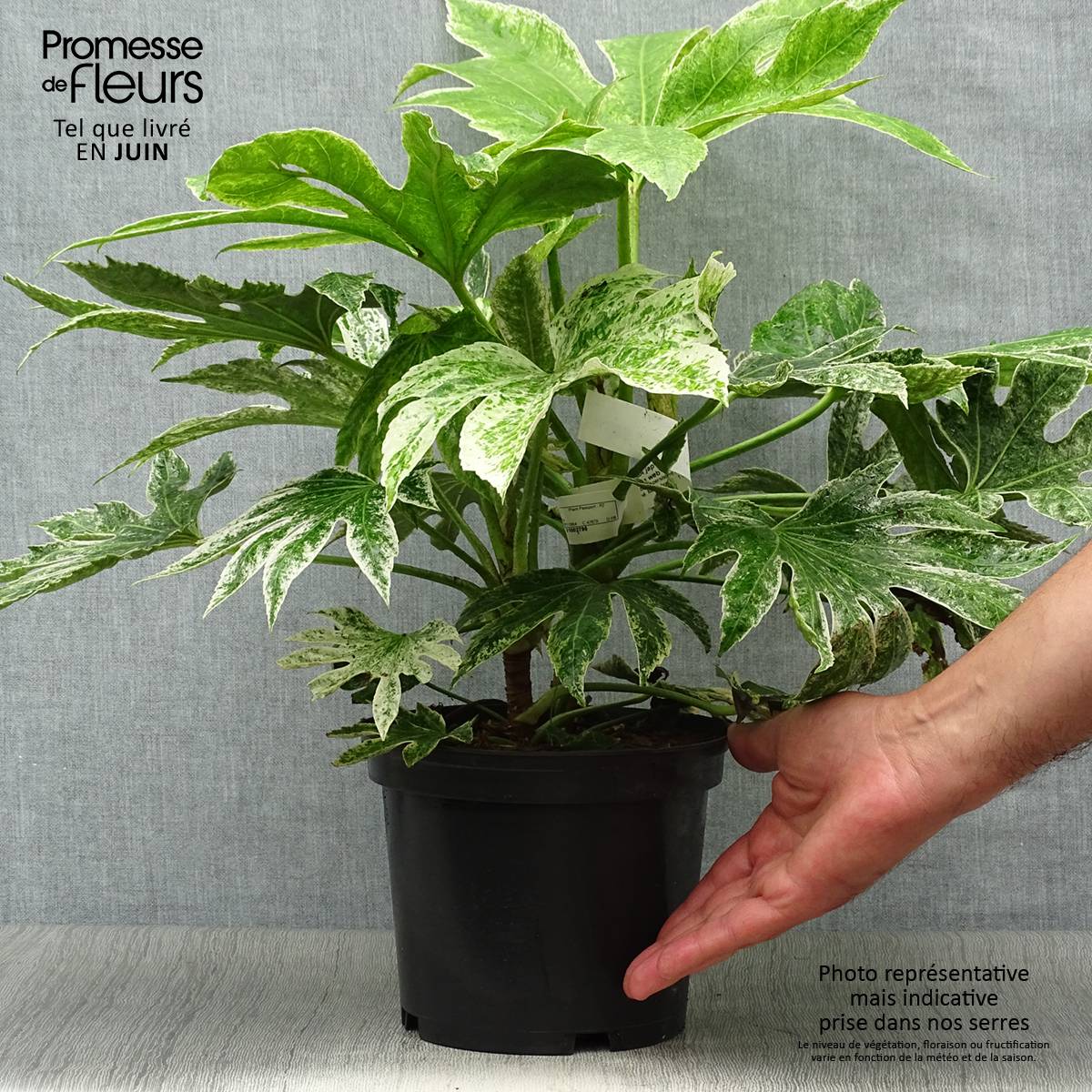 Promesse de Fleurs - Fatsia japonica Spider's Web - Faux-aralia panaché Pot de 2L/3L - Image 2