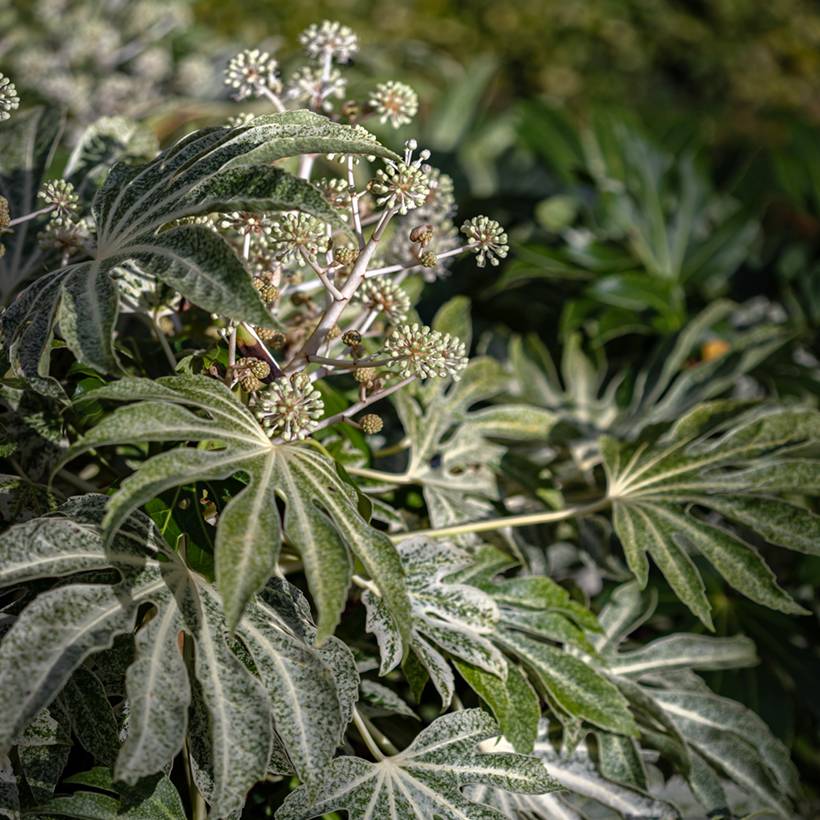 Promesse de Fleurs - Fatsia japonica Spider's Web - Faux-aralia panaché Pot de 2L/3L - Image 1