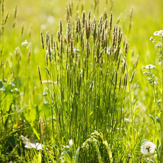 Promesse de Fleurs - Anthoxanthum odoratum - Flouve odorante Godet de 8/9 cm