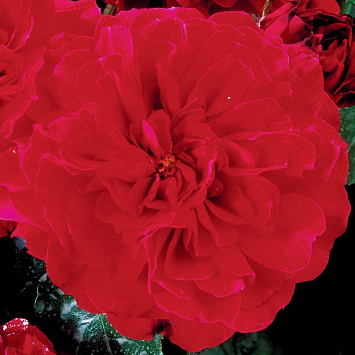 Promesse de Fleurs - Rosier anglais English Legend Hamlet Racines nues en motte